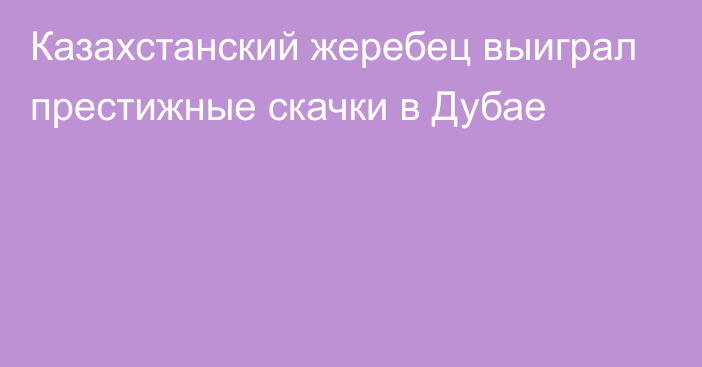 Казахстанский жеребец выиграл престижные скачки в Дубае