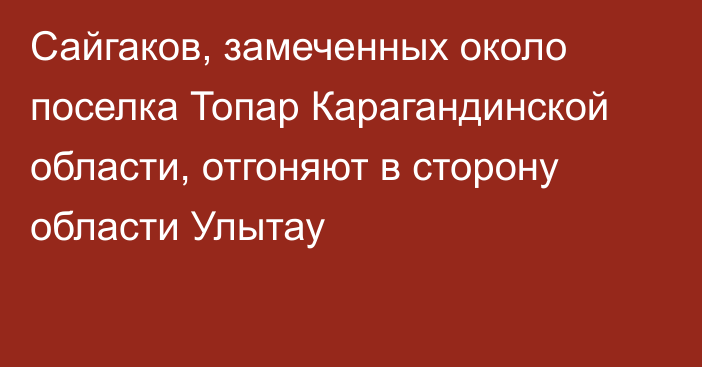 Сайгаков, замеченных около поселка Топар Карагандинской области, отгоняют в сторону области Улытау