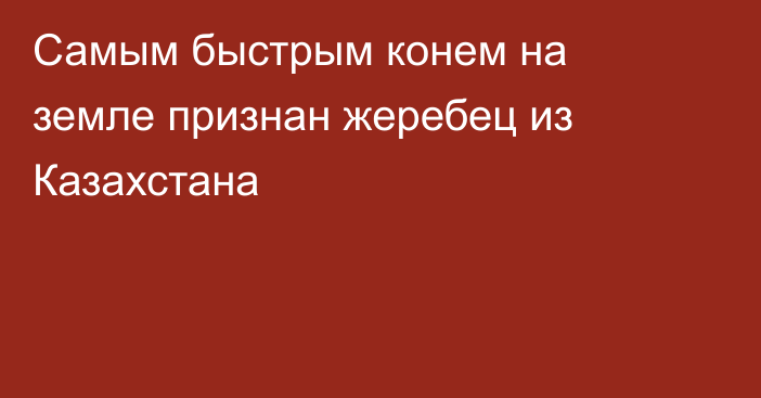 Самым быстрым конем на земле признан жеребец из Казахстана