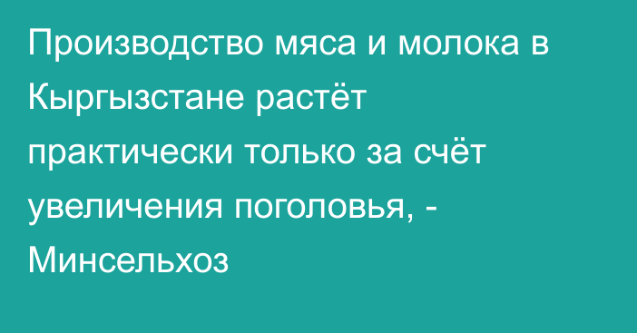 Производство мяса и молока в Кыргызстане растёт практически только за счёт увеличения поголовья, - Минсельхоз