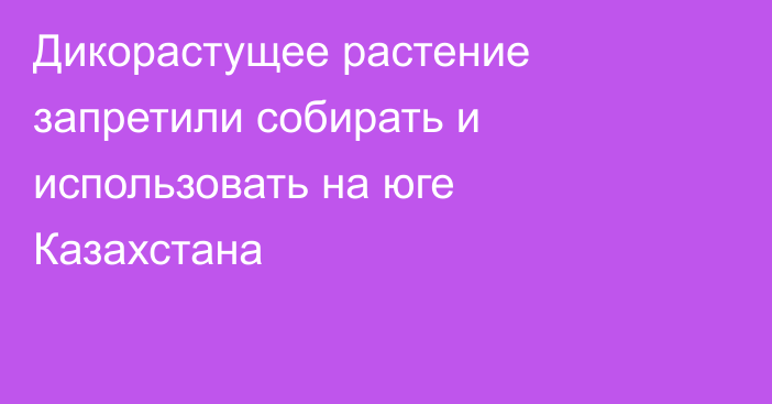 Дикорастущее растение запретили собирать и использовать на юге Казахстана