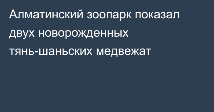 Алматинский зоопарк показал двух новорожденных тянь-шаньских медвежат