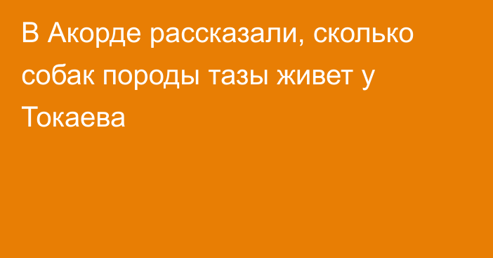 В Акорде рассказали, сколько собак породы тазы живет у Токаева