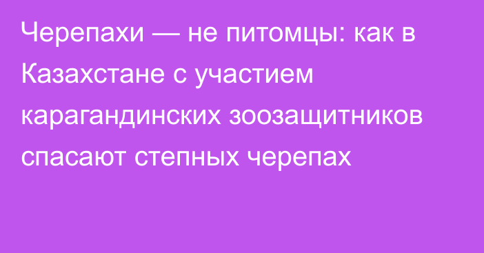 Черепахи — не питомцы: как в Казахстане с участием карагандинских зоозащитников спасают степных черепах