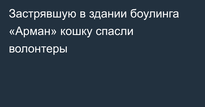 Застрявшую в здании боулинга «Арман» кошку спасли волонтеры