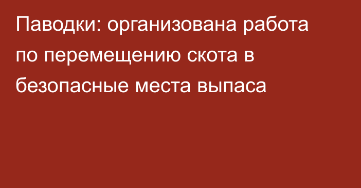 Паводки: организована работа по перемещению скота в безопасные места выпаса