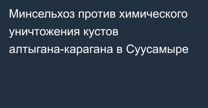 Минсельхоз против химического уничтожения кустов алтыгана-карагана в Суусамыре