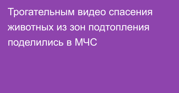 Трогательным видео спасения животных из зон подтопления поделились в МЧС