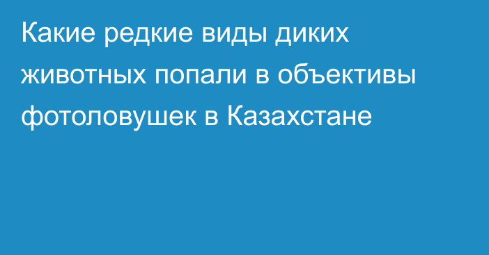 Какие редкие виды диких животных попали в объективы фотоловушек в Казахстане