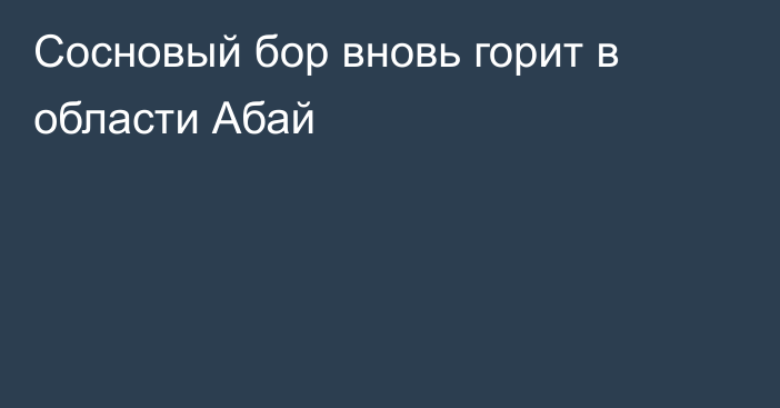 Сосновый бор вновь горит в области Абай