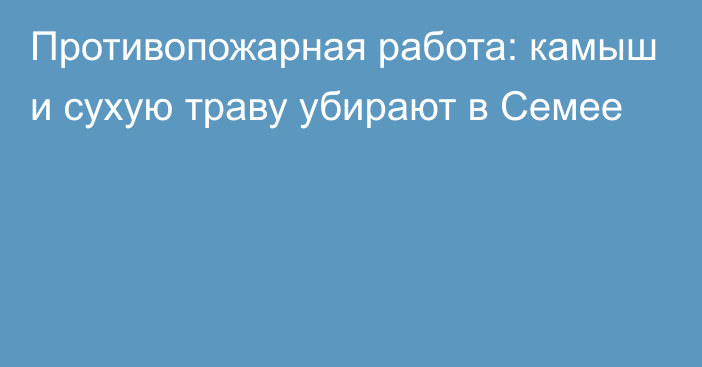 Противопожарная работа: камыш и сухую траву убирают в Семее