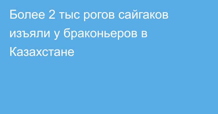 Более 2 тыс рогов сайгаков изъяли у браконьеров в Казахстане