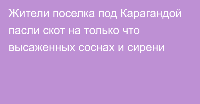 Жители поселка под Карагандой пасли скот на только что высаженных соснах и сирени