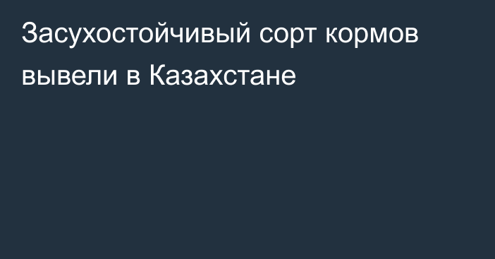 Засухостойчивый сорт кормов вывели в Казахстане