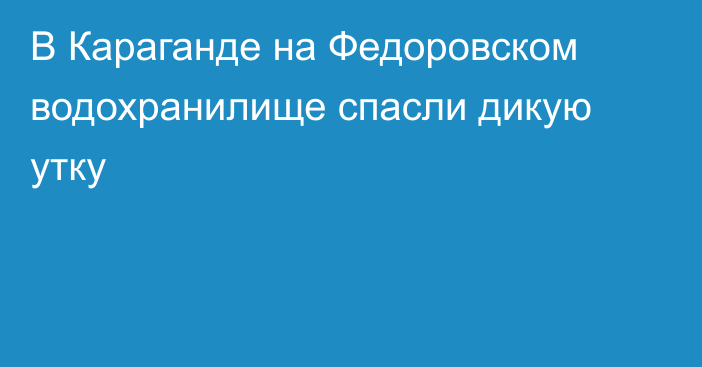 В Караганде на Федоровском водохранилище спасли дикую утку