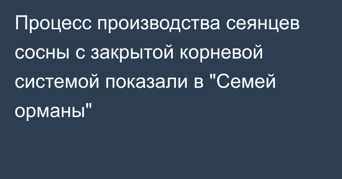 Процесс производства сеянцев сосны с закрытой корневой системой показали в 