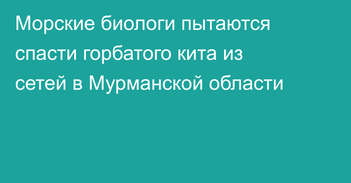 Морские биологи пытаются спасти горбатого кита из сетей в Мурманской области