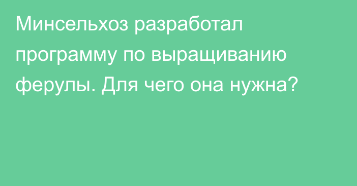 Минсельхоз разработал программу по выращиванию ферулы. Для чего она нужна?