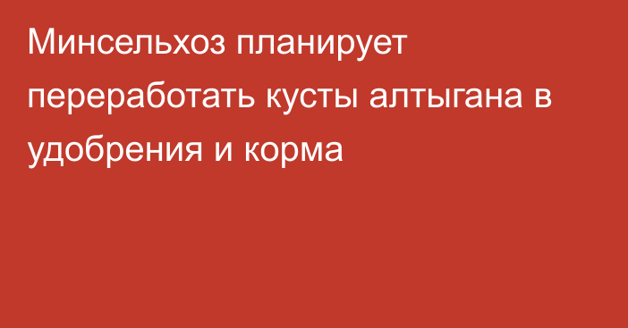 Минсельхоз планирует переработать кусты алтыгана в удобрения и корма