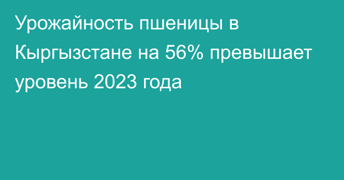 Урожайность пшеницы в Кыргызстане на 56% превышает уровень 2023 года