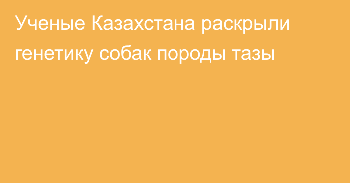 Ученые Казахстана раскрыли генетику собак породы тазы