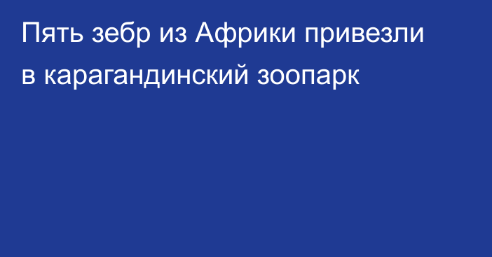 Пять зебр из Африки привезли в карагандинский зоопарк