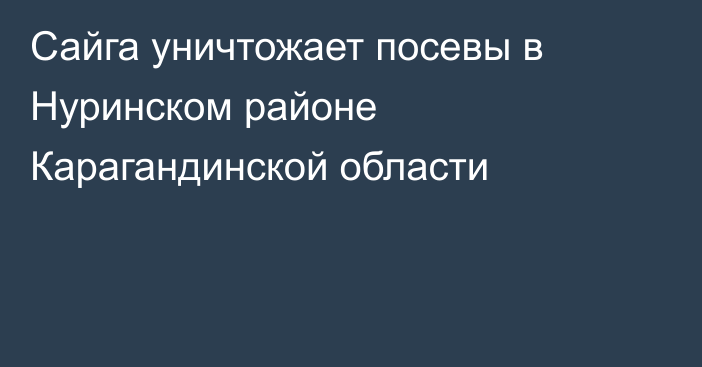 Сайга уничтожает посевы в Нуринском районе Карагандинской области