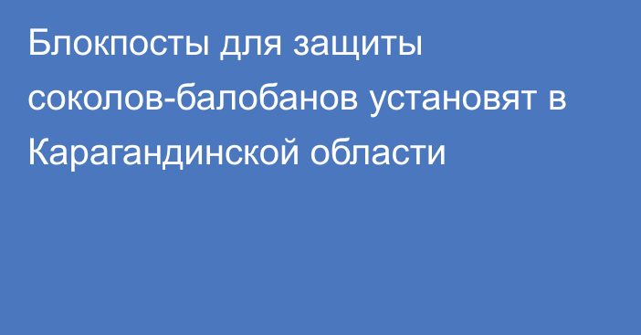 Блокпосты для защиты соколов-балобанов установят в Карагандинской области