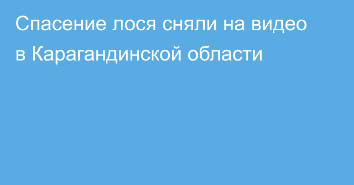 Спасение лося сняли на видео в Карагандинской области