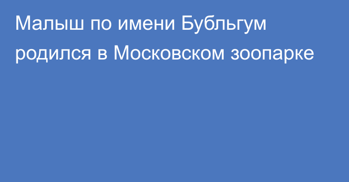 Малыш по имени Бубльгум родился в Московском зоопарке