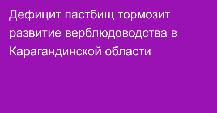 Дефицит пастбищ тормозит развитие верблюдоводства в Карагандинской области