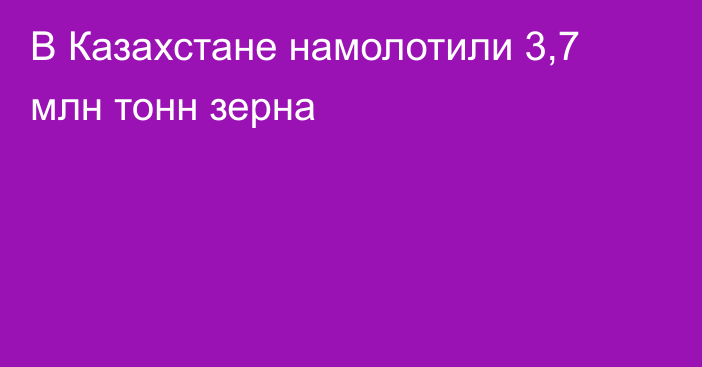 В Казахстане намолотили 3,7 млн тонн зерна