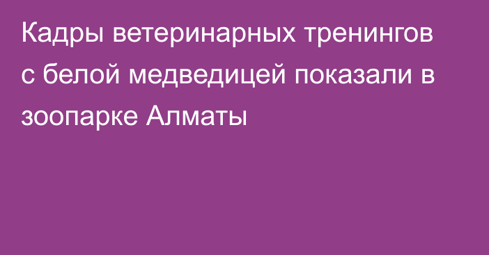 Кадры ветеринарных тренингов с белой медведицей показали в зоопарке Алматы