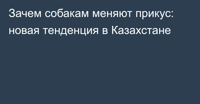 Зачем собакам меняют прикус: новая тенденция в Казахстане