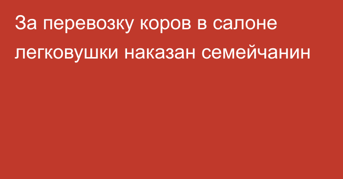 За перевозку коров в салоне легковушки наказан семейчанин