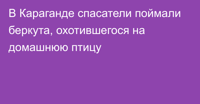 В Караганде спасатели поймали беркута, охотившегося на домашнюю птицу