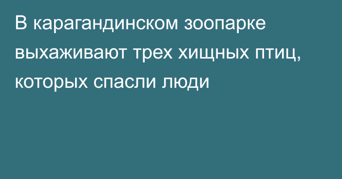 В карагандинском зоопарке выхаживают трех хищных птиц, которых спасли люди