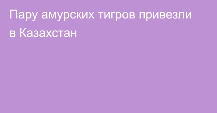 Пару амурских тигров привезли в Казахстан