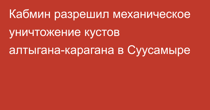 Кабмин разрешил механическое уничтожение кустов алтыгана-карагана в Суусамыре