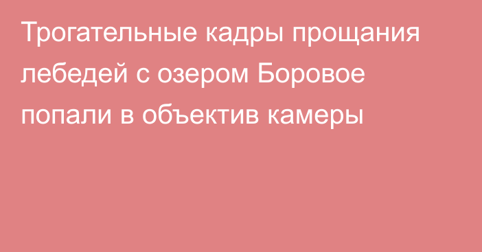 Трогательные кадры прощания лебедей с озером Боровое попали в объектив камеры