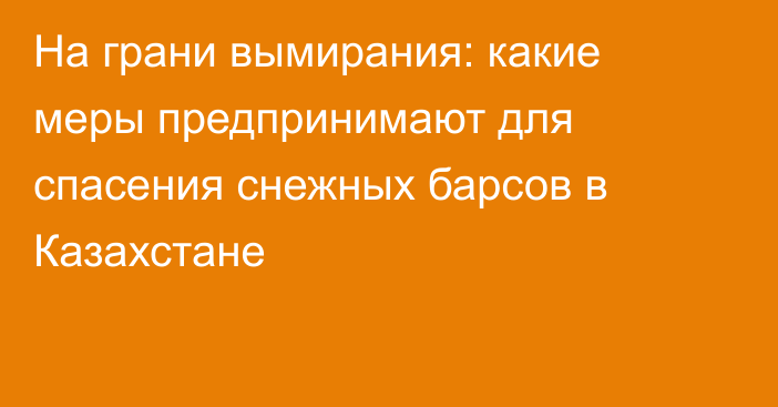 На грани вымирания: какие меры предпринимают для спасения снежных барсов в Казахстане