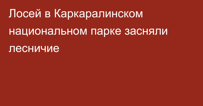 Лосей в Каркаралинском национальном парке засняли лесничие