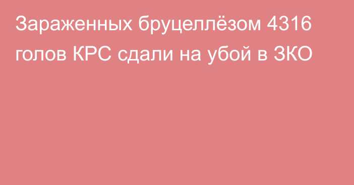 Зараженных бруцеллёзом 4316 голов КРС сдали на убой в ЗКО