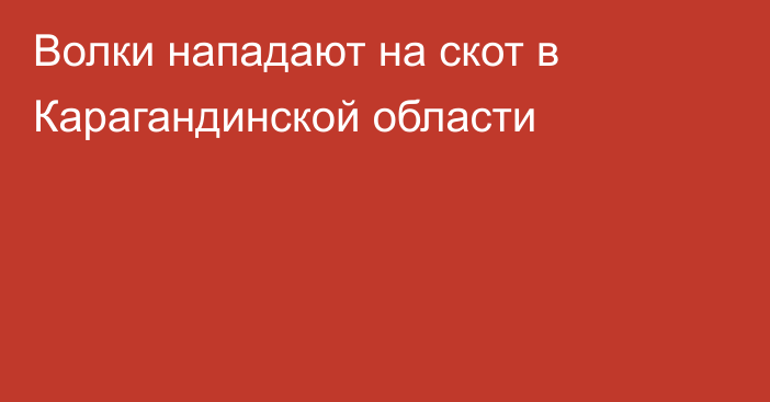 Волки нападают на скот в Карагандинской области