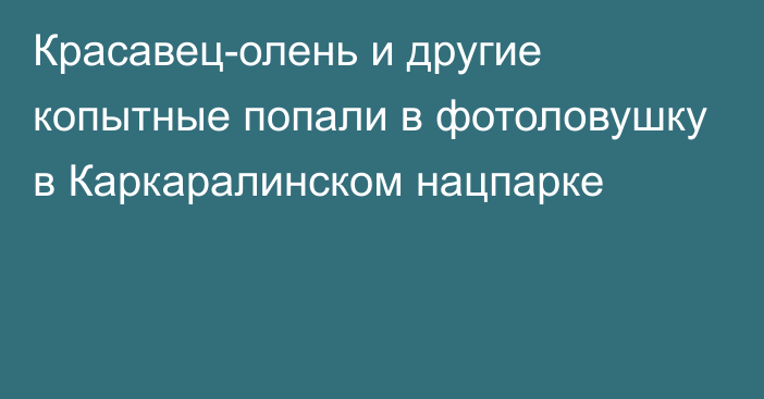 Красавец-олень и другие копытные попали в фотоловушку в Каркаралинском нацпарке