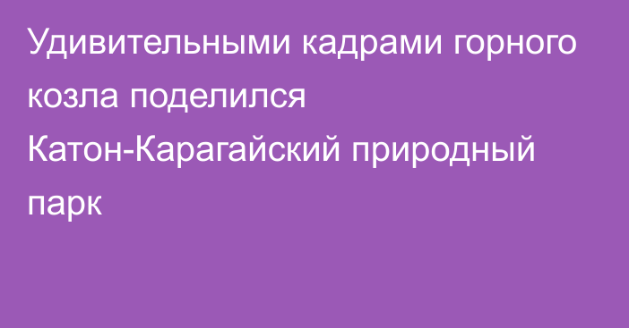 Удивительными кадрами горного козла поделился Катон-Карагайский природный парк