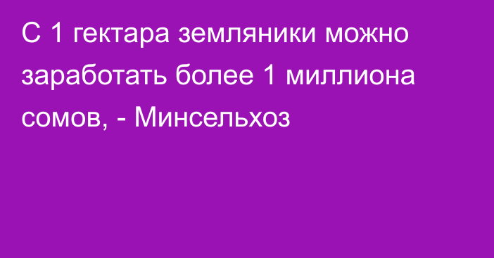 С 1 гектара земляники можно заработать более 1 миллиона сомов, - Минсельхоз 