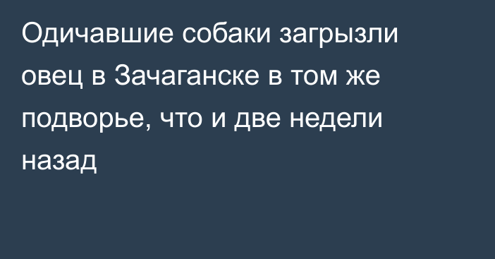 Одичавшие собаки загрызли овец в Зачаганске в том же подворье, что и две недели назад