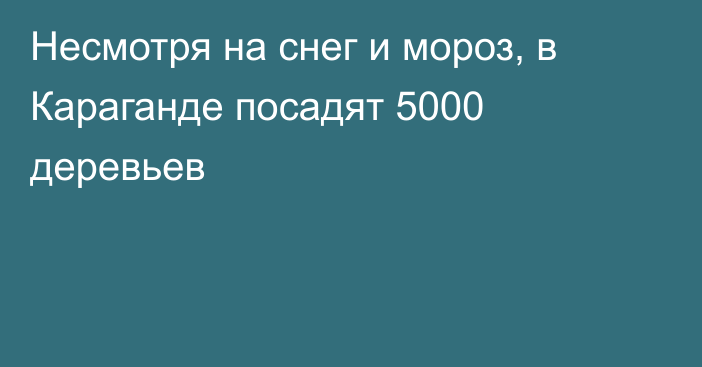 Несмотря на снег и мороз, в Караганде посадят 5000 деревьев