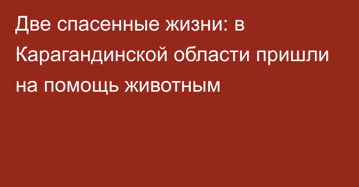 Две спасенные жизни: в Карагандинской области пришли на помощь животным